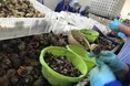 На рапанову ферму – як в операційну: в бахілах, білому халаті, шапочці і масці…