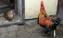 Дика качка стала… свійською