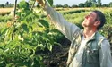 Сучасні сорти горіхів витісняють застарілі