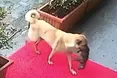 Собака принесла хворе щеня у ветклініку…