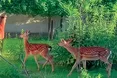 На ногу кульгає, але на «дівчат» поглядає…
