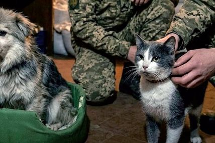 Голодному собаці - ковбаса з фронтового&hellip; неба