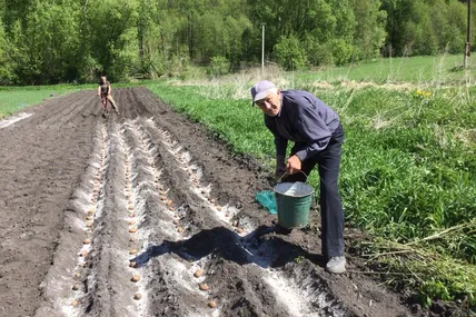 Вчасно посадити картоплю - найголовніше завдання селян у травні. Фото автора.