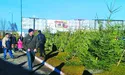 «Поки що не заробляємо на ялинках. Торг піде за день до Нового року»