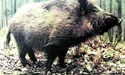 Уполювали кабана – але не отримали ні хвоста, ні ікла…