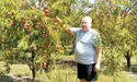 На Яворівщині дозрівають персики та абрикоси