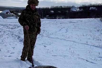 Приручений кабан винюхує фазанів