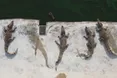 Замість свиней їдять... крокодилів