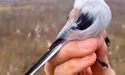 Гарно, коли синиця у жмені