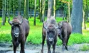 В гостях у короля пущі