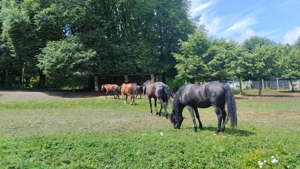 Ці коники вміють повертати пораненим воїнам їхню силу
