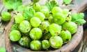 Сезон смарагдових ягід