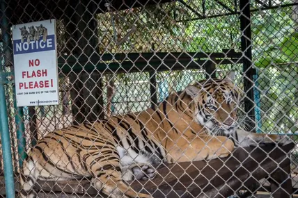 Фото: The Guardian