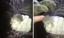 Окопний Мікі Маус