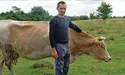 Повернувшись із фронту, доглядає корів