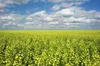 Яку очікувати погоду на Львівщині в останній день весни