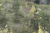 У селі неподалік Львова помітили ведмедя
