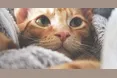 Феномен муркотіння: Чому цей звук є природними ліками для котів та людей