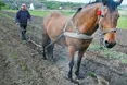 І своє поле обробляє, й односельцям допомагає