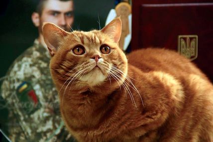 Відбуваючи на фронт, подарував матусі теплий клубочок щастя&nbsp;&mdash; кота Марса&hellip;