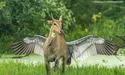 Звірі змушують нас усміхатися