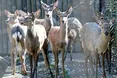 Везли у тісній автівці, наче живий товар…