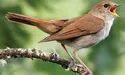 Солов'їв цінують не тільки за спів, а й за їхній… послід