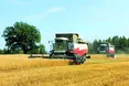Пшениці забагато?