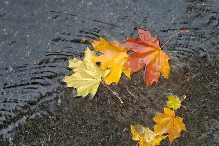 Фото умовне