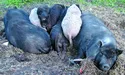 На чужому горбі і свиням живеться краще…