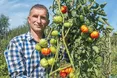 Виростають помідори-рекордсмени