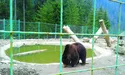 «Санаторій» для клишоногих…