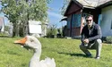 Гага прожила два гусячі життя…