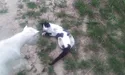 Кіт найнявся пастухом до козичок…