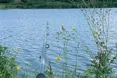 Серпень – пора жнив. І на водних плесах теж