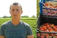 Закарпатська суниця виростає великою та соковитою