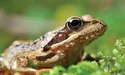 От і зроби добре жабі… Ці невинні на вигляд істоти можуть спричинити проблеми здоров’ю людей