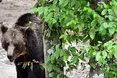 Як на Хмельниччині лікують ведмедів