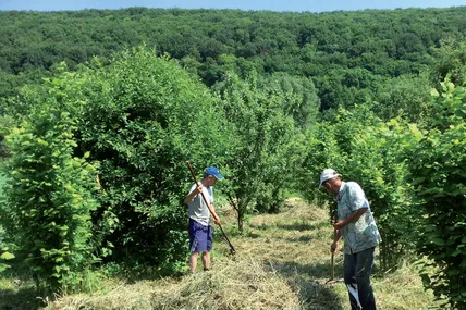 Пан Микола (праворуч) і його товариш Петро від сінозаготівлі отримують море задоволення. Фото автора