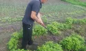 Цього року червона малина може стати золотою...