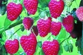 Їх об’єднали малина і суниця