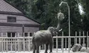 Окупанти вкрали харчі для тварин...