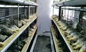 Повернувшись із фронту, вирощує курей