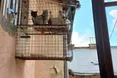 Сусіди називають його «котячим татом»
