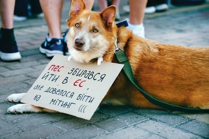 &laquo;Моє собаче діло&raquo;