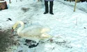 Лебідь зимує на сільському обійсті