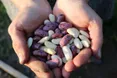 Бобові – ідеальна їжа для марафону під назвою «війна»
