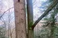 Два різні дерева виросли немовби з одного кореня