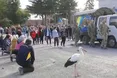 На Хвилину мовчання злетілися лелеки… У птахів перевтілюються душі загиблих воїнів?