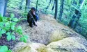 Борсучі нори часто окуповують лисиці